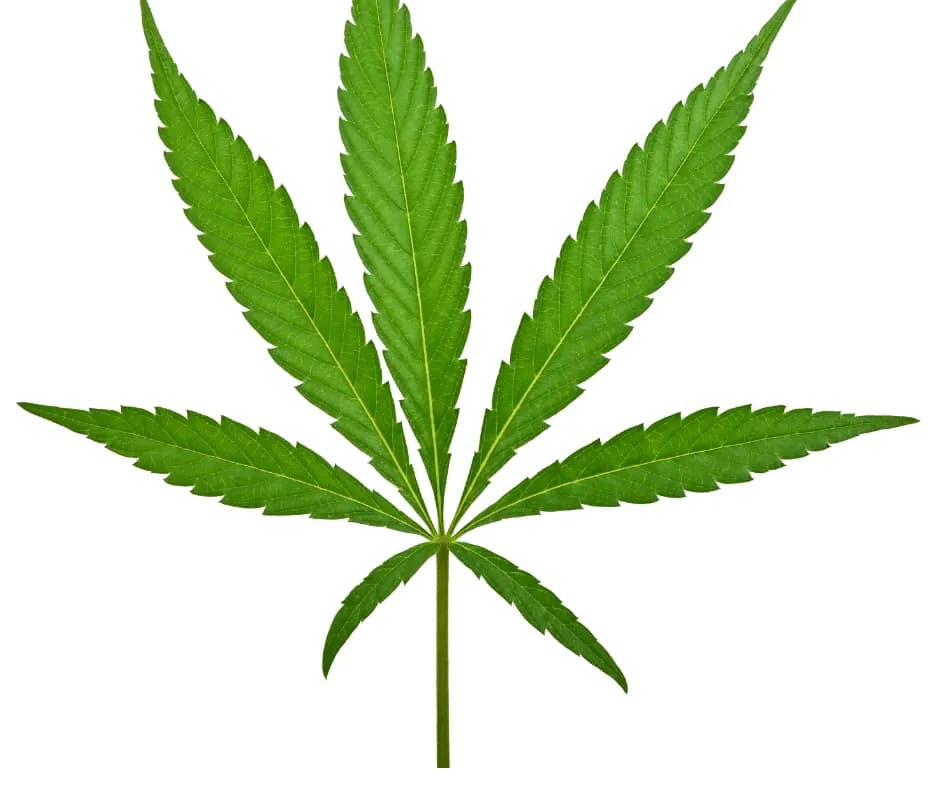 Marijuana and Landlord-Tenant Rights - Croskey Real Estate